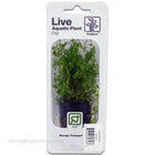 Buy Tropica Potted Bacopa Plant (Compact) at www.jlaquatics.com