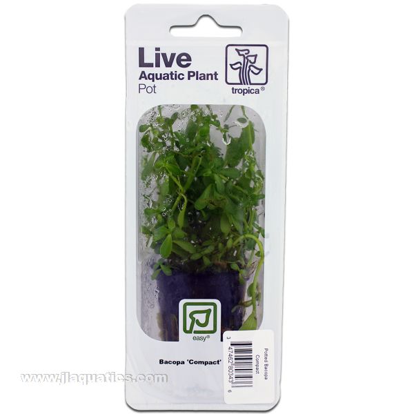 Buy Tropica Potted Bacopa Plant (Compact) at www.jlaquatics.com
