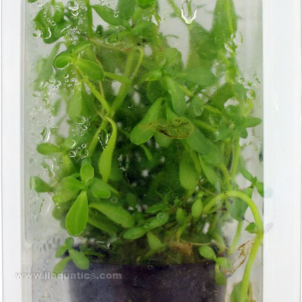 Tropica Potted Bacopa Plant (Compact)