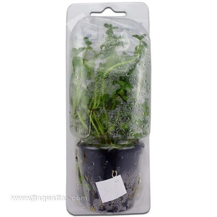 Tropica Potted Bacopa Plant (Compact)