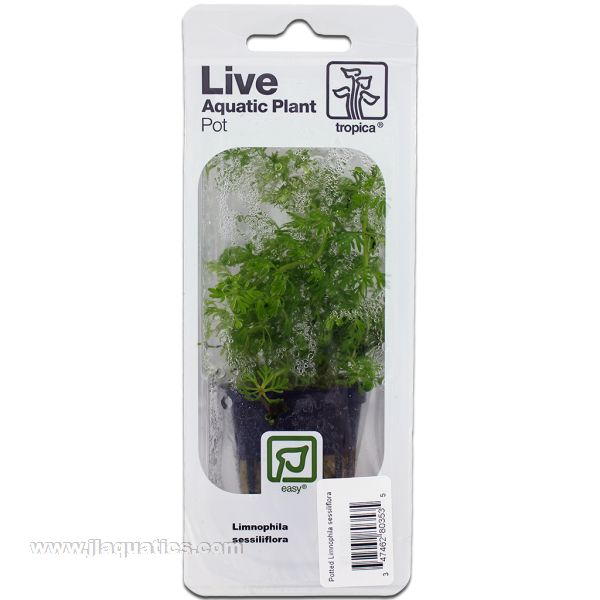 Buy Tropica Potted Limnophila sessiliflora Plant at www.jlaquatics.com