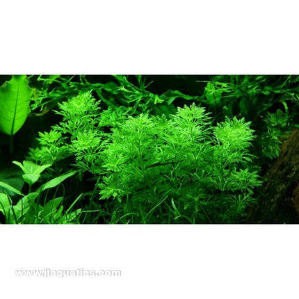 Tropica Potted Limnophila sessiliflora Plant