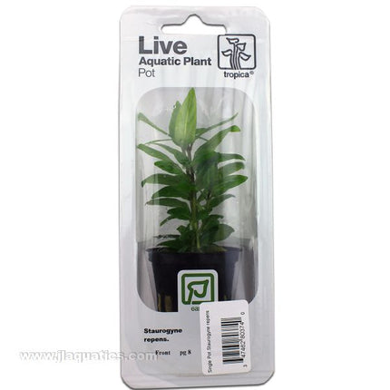 Buy Tropica Potted Staurogyne repens Plant at www.jlaquatics.com