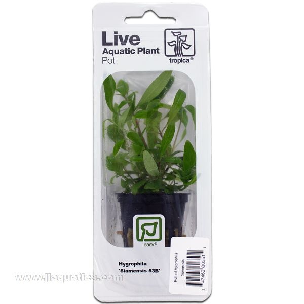 Buy Tropica Potted Hygrophila Plant (Siamensis) at www.jlaquatics.com