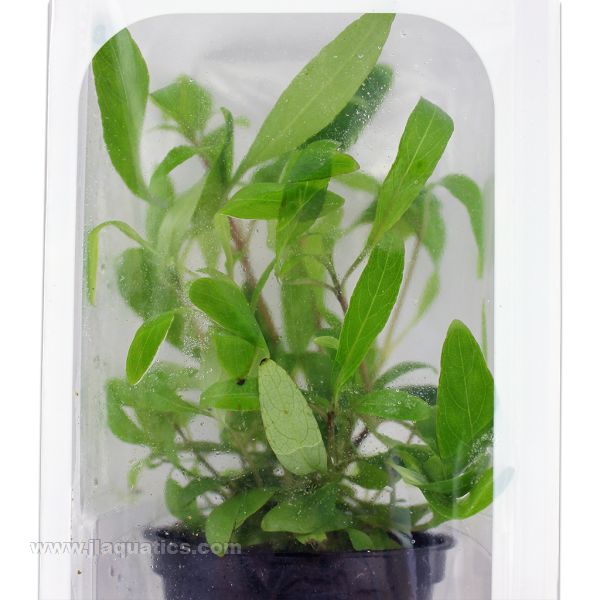 Tropica Potted Hygrophila Plant (Siamensis)