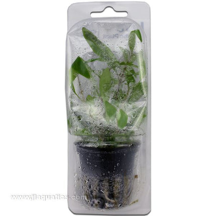 Tropica Potted Hygrophila Plant (Siamensis)