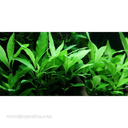 Tropica Potted Hygrophila Plant (Siamensis)