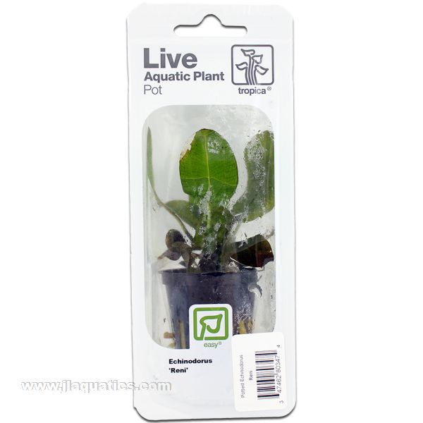 Buy Tropica Potted Echinodorus Plant (Reni) at www.jlaquatics.com