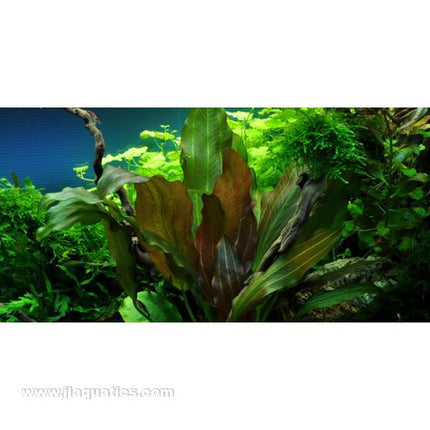 Tropica Potted Echinodorus Plant (Reni)