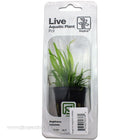 Buy Tropica Potted Sagittaria subulata Plant at www.jlaquatics.com