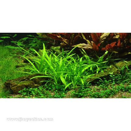 Tropica Potted Sagittaria subulata Plant