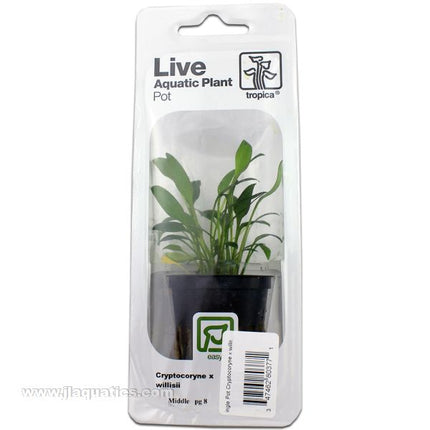 Buy Tropica Potted Cryptocoryne x willisii Plant at www.jlaquatics.com