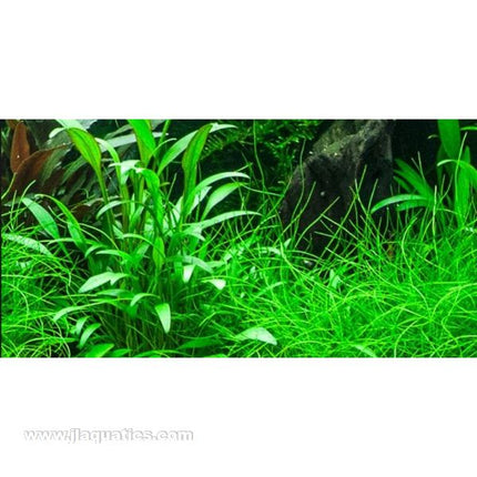 Tropica Potted Cryptocoryne x willisii Plant