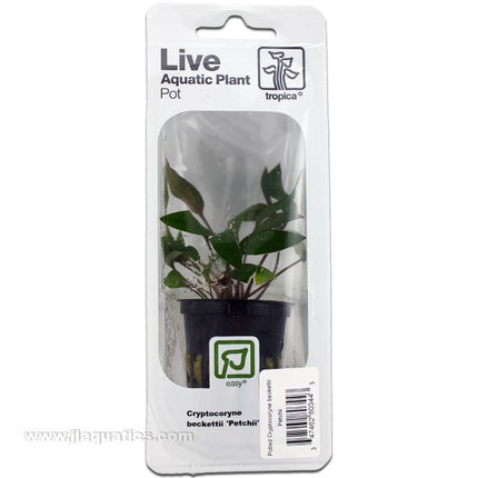 Buy Tropica Potted Cryptocoryne beckettii Plant (Petchii) at www.jlaquatics.com