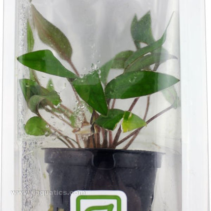 Tropica Potted Cryptocoryne beckettii Plant (Petchii)