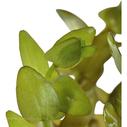 Tropica Bacopa caroliniana extreme closeup of leaves