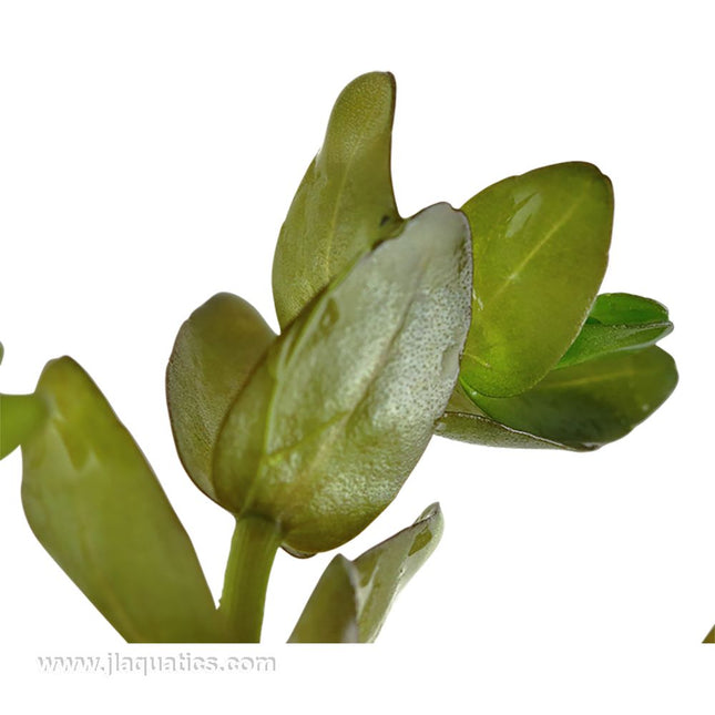 Tropica Bacopa caroliniana closeup of leaves