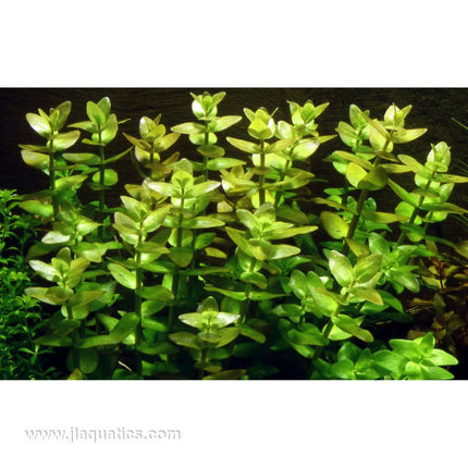 Tropica Bacopa caroliniana planted in aquarium