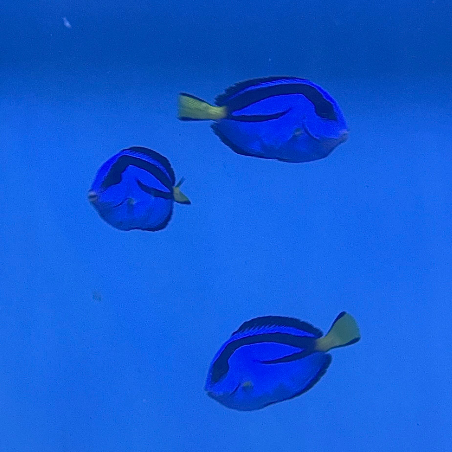 Hippo Tang (Tank Raised)