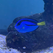 Hippo Tang (Tank Raised)