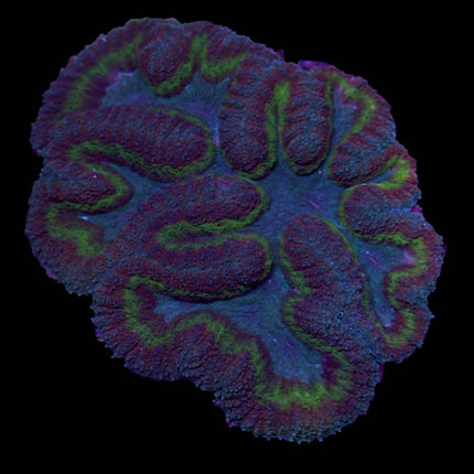 Tricolor Symphyllia - B8