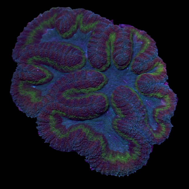 Tricolor Symphyllia - B8