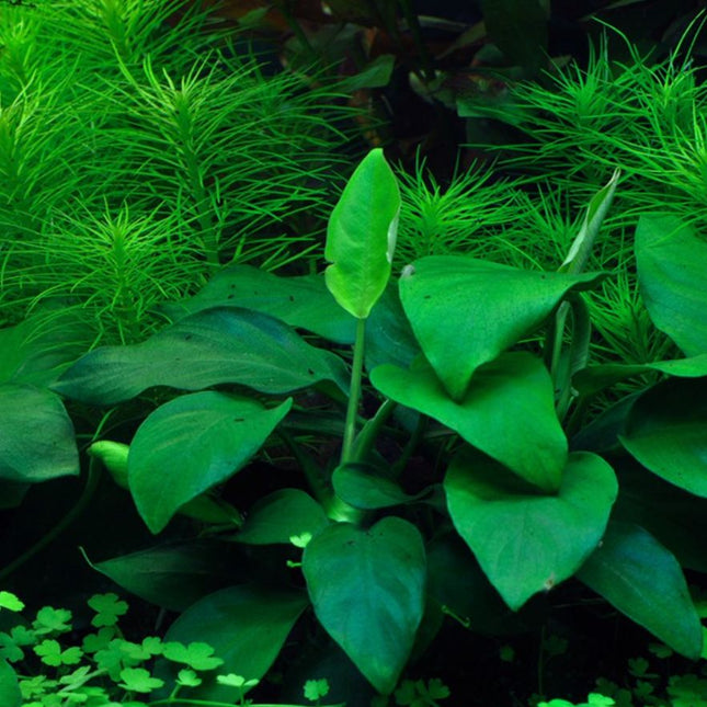 Tropica Anubias barteri nana 1-2-Grow! Aquarium Plant in the home aquarium