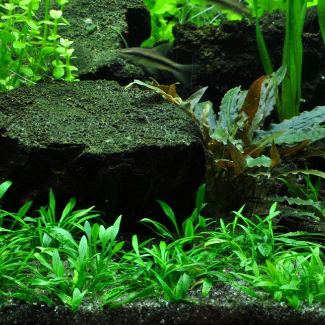 Tropica Cryptocoryne parva 1-2-Grow! Aquarium Plant in the home aquarium