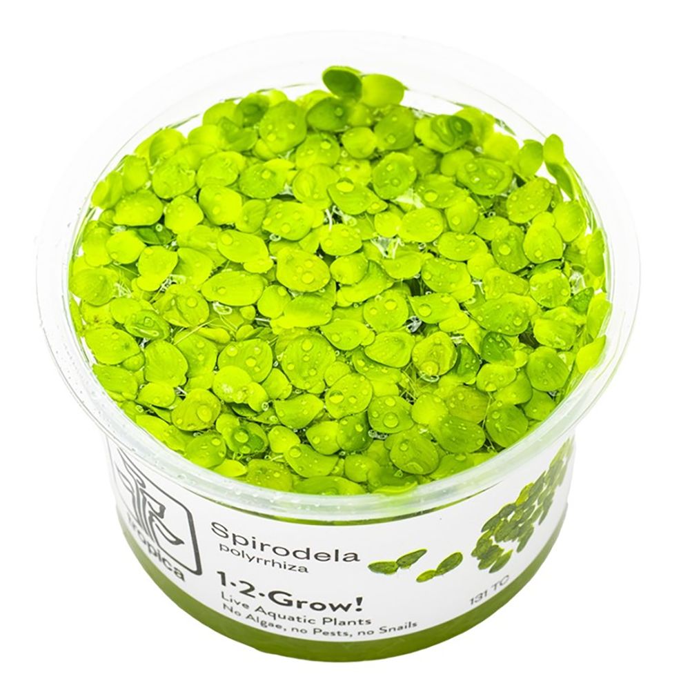 Tropica Spirodela polyrrhiza top view in packaging. 
