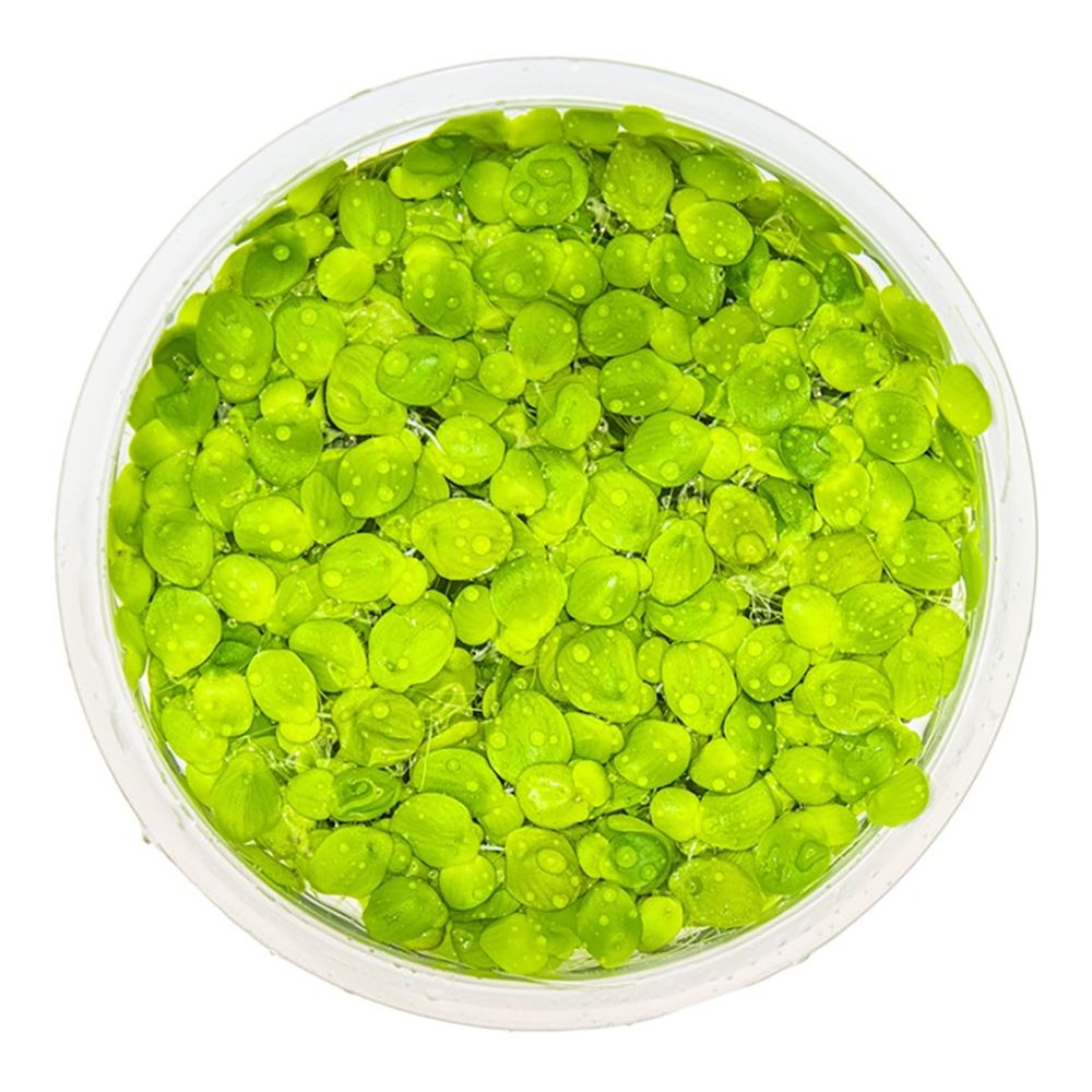 Tropica Spirodela polyrrhiza 1-2-Grow! top down view of this aquarium plant in packaging. 