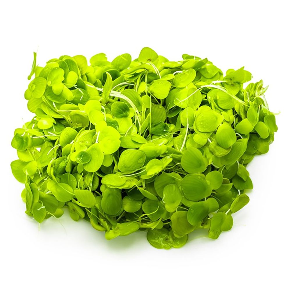 Tropica Spirodela polyrrhiza close up of this floating aquarium plant.