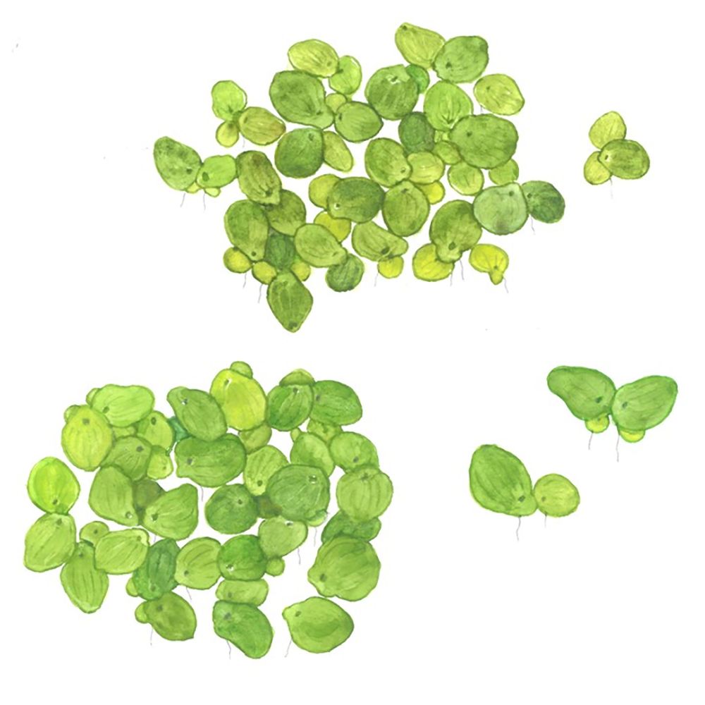 Illustration of the Tropica Spirodela polyrrhiza floating aquarium plant.