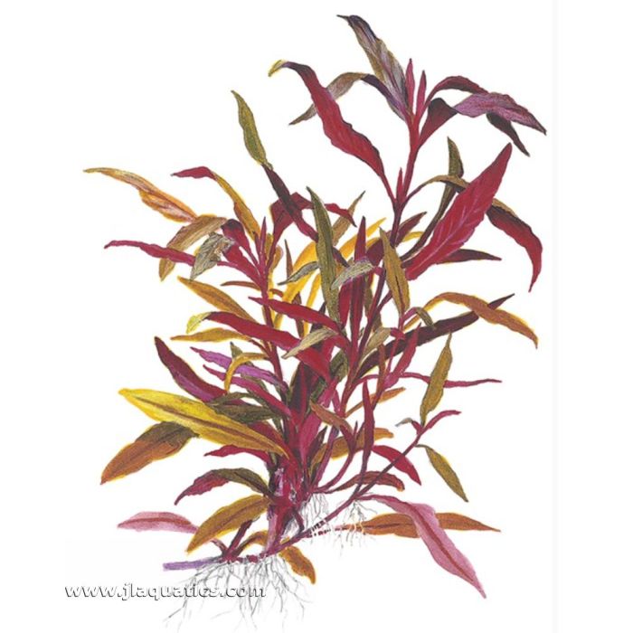 Tropica Alternanthera reineckii (Pink) Potted Plant