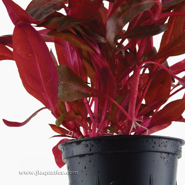 Tropica Alternanthera reineckii (Rosanervig) Potted Plant close-up