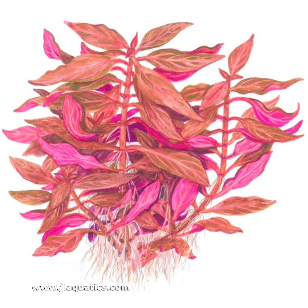 Tropica Alternanthera reineckii (Rosanervig) Potted Plant diagram of entire plant and root structure
