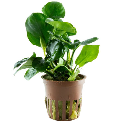 Tropica Anubias barteri (Coin Leaf) Potted Plant