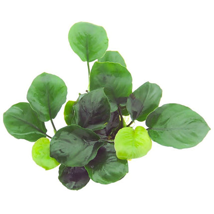Top view of the Tropica Anubias barteri