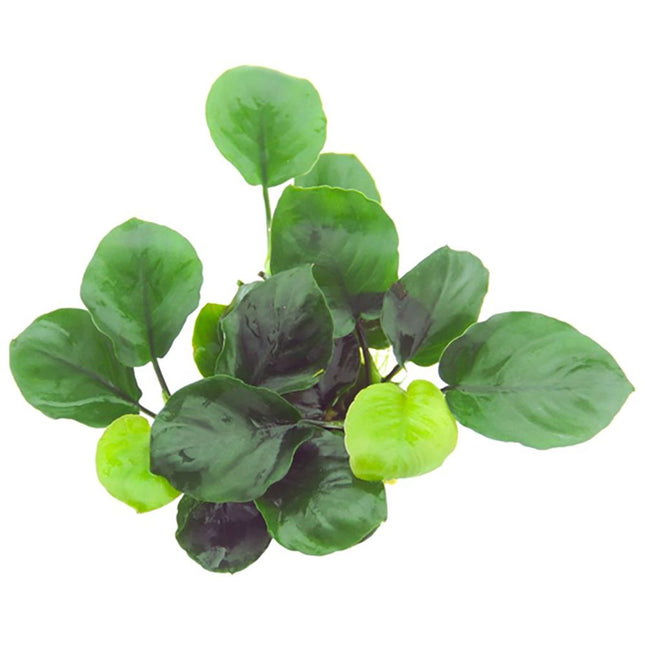Top view of the Tropica Anubias barteri