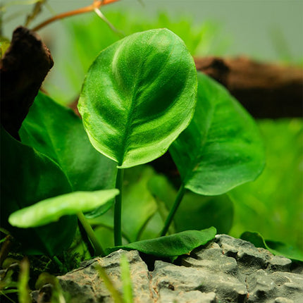 Tropica Anubias barteri in the aquarium.