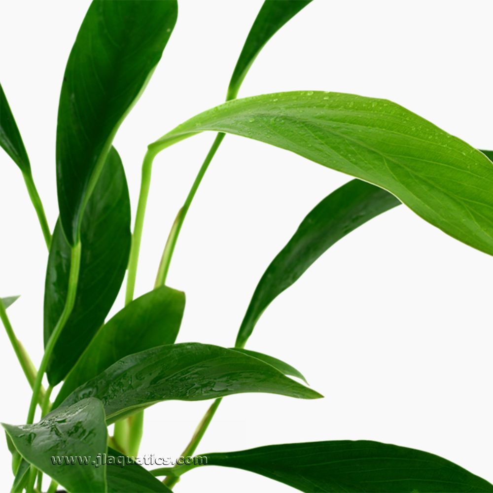 Close-up of the leaf structure of the Tropica Anubias barteri (Glabra) Potted Plant