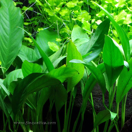 Tropica Anubias barteri (Glabra) Potted Plant in a planted aquarium