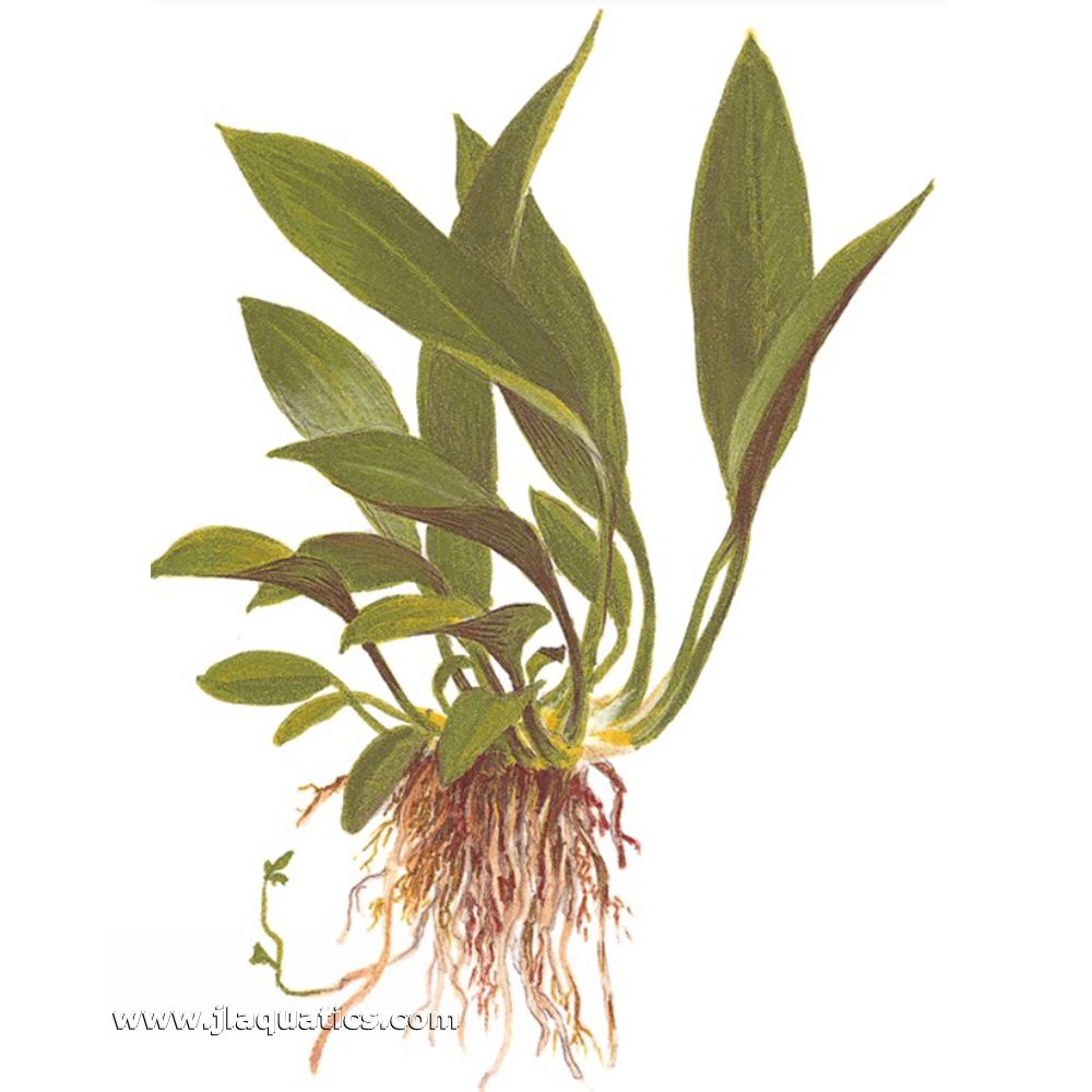 Illustration including root structure of the Tropica Anubias barteri (Glabra) Potted Plant