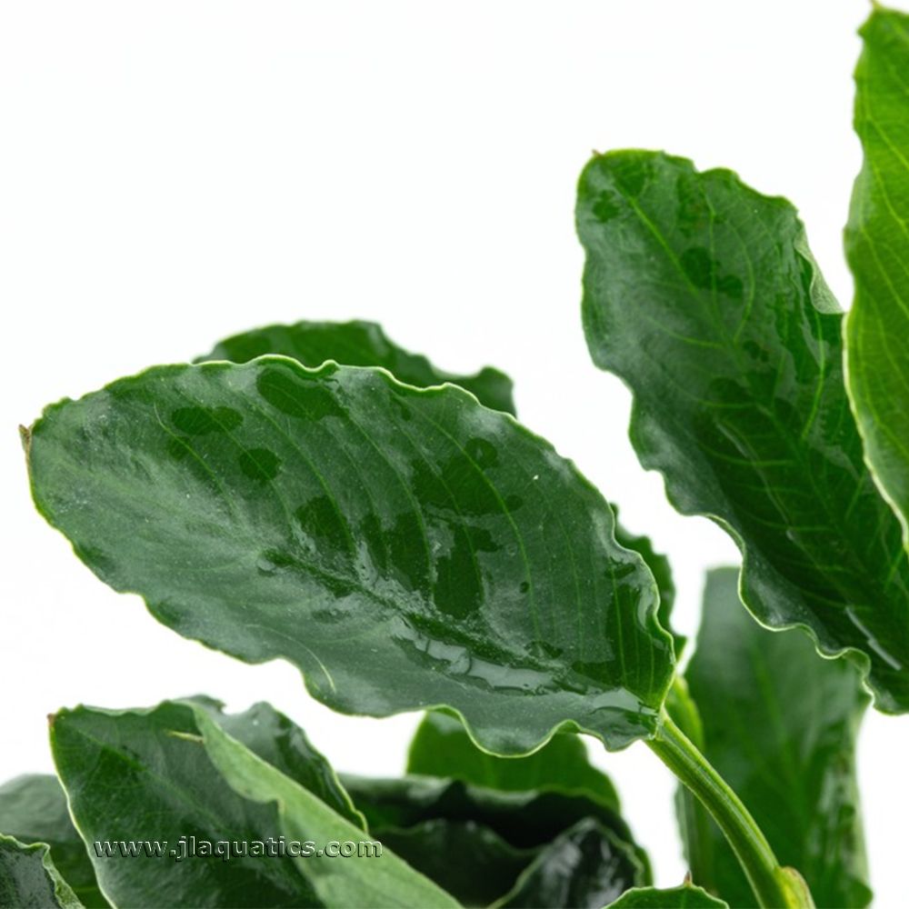 Close-up of the leaf structure of the Tropica Anubias barteri (Kirin) Potted Plant