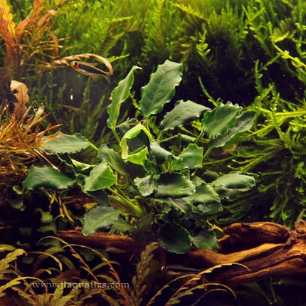 Tropica Anubias barteri (Kirin) Potted Plant in a freshwater aquarium
