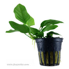 Tropica Anubias barteri (Nana) Potted Plant