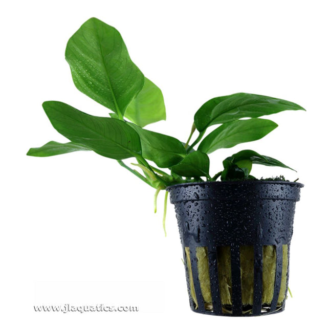 Tropica Anubias barteri (Nana) Potted Plant