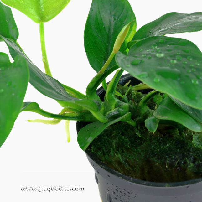 Tropica Anubias barteri (Nana) Potted Plant