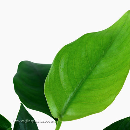 Tropica Anubias barteri (Nana) Potted Plant
