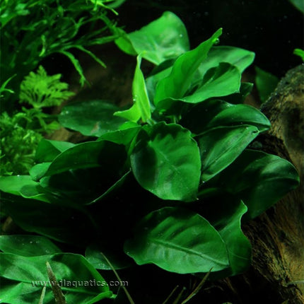 Tropica Anubias barteri (Nana) Potted Plant
