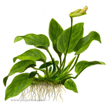 Tropica Anubias barteri (Nana) Potted Plant